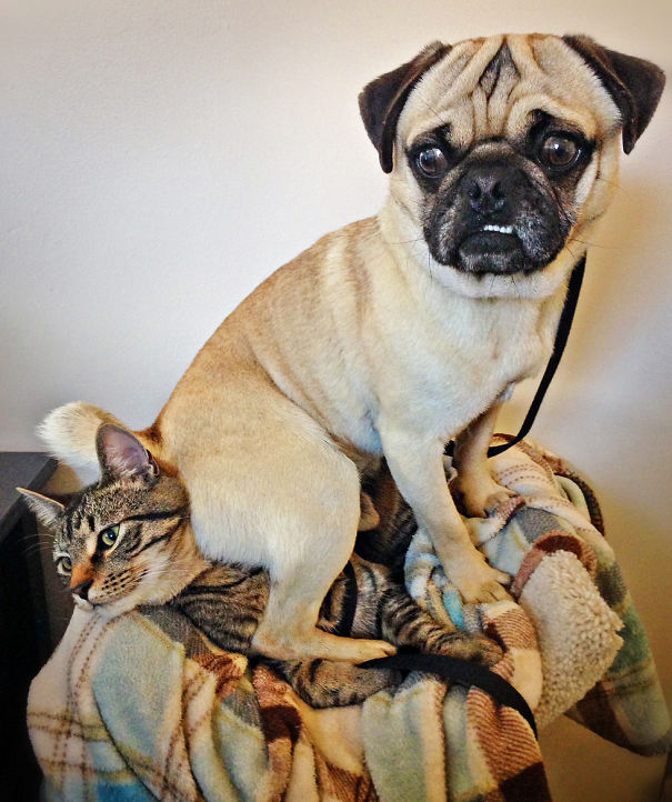 I Don't Always Sit On Cats But When I Do, I Sit On Miles