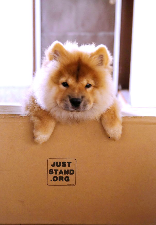 Vodka - Chow Chow Pup.