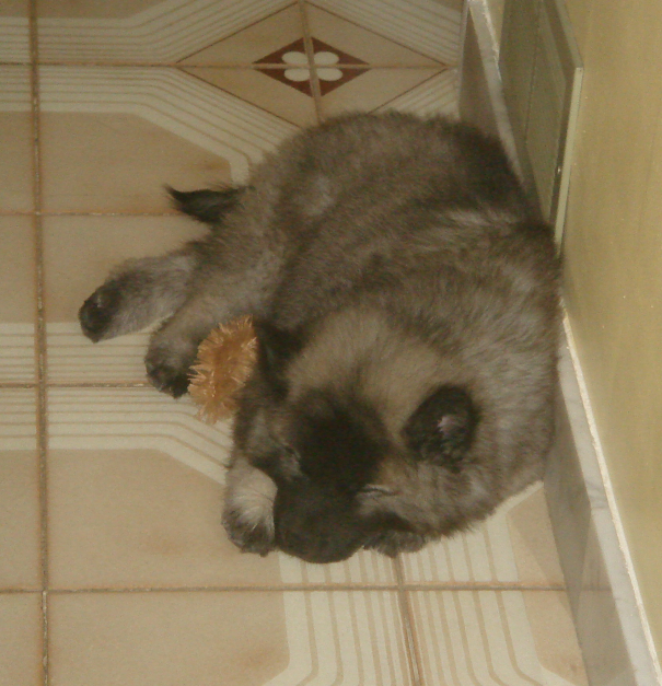 Eurasier Puppy