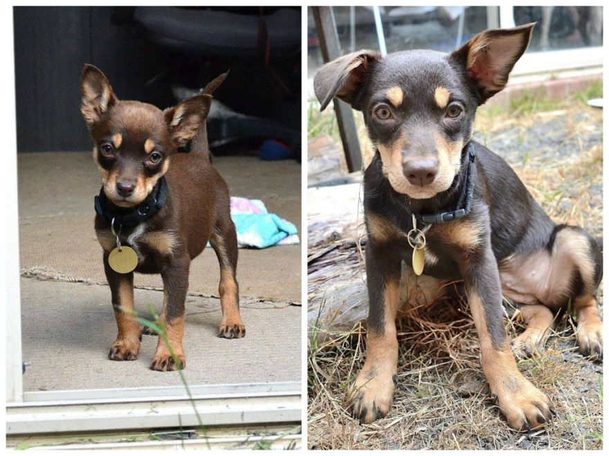 Before And After Photos Of My Rescued Dogs Before And After Photos Of My Rescued Dogs