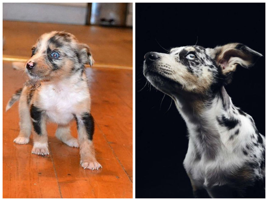 Before And After Photos Of My Rescued Dogs Before And After Photos Of My Rescued Dogs