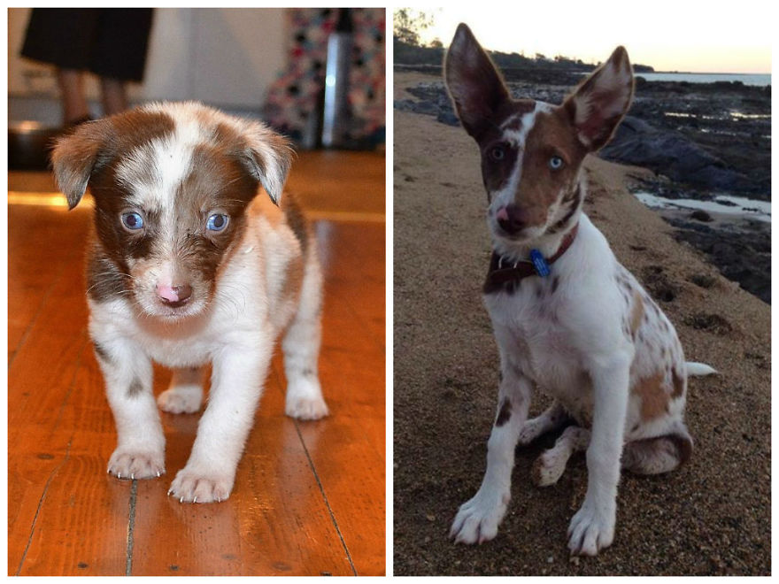 Before And After Photos Of My Rescued Dogs