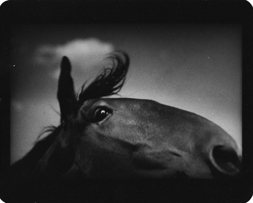 I Captured These Animals With My Father's Old Japanese Film Camera From 1960's I Captured These Animals With My Father's Old Japanese Film Camera From 1960's