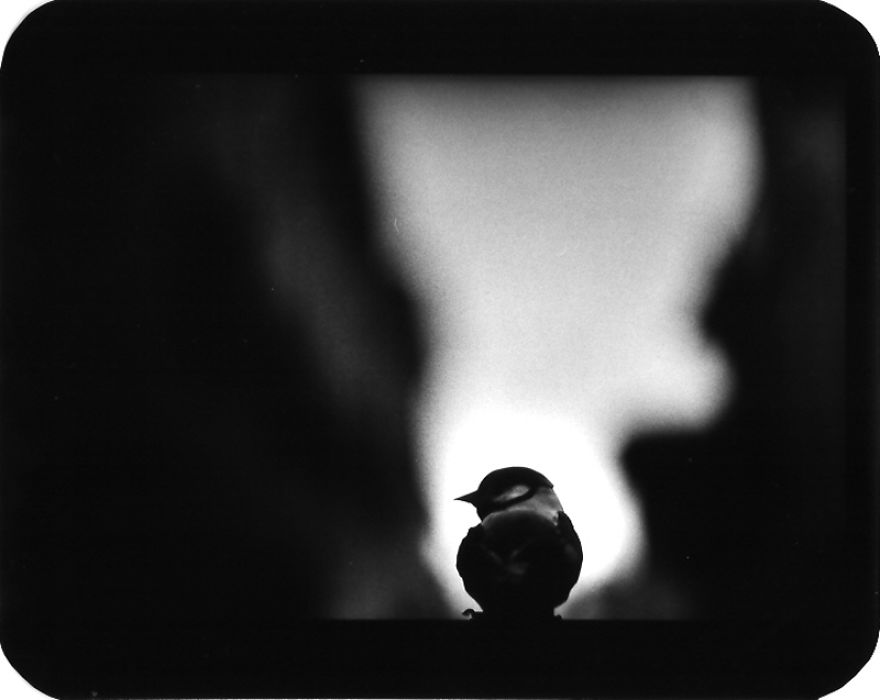 I Captured These Animals With My Father's Old Japanese Film Camera From 1960's I Captured These Animals With My Father's Old Japanese Film Camera From 1960's