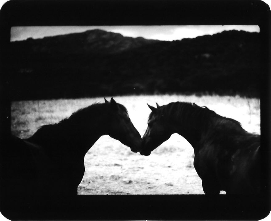 I Captured These Animals With My Father's Old Japanese Film Camera From 1960's I Captured These Animals With My Father's Old Japanese Film Camera From 1960's