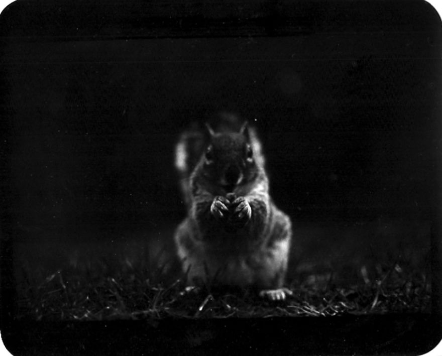 I Captured These Animals With My Father's Old Japanese Film Camera From 1960's I Captured These Animals With My Father's Old Japanese Film Camera From 1960's