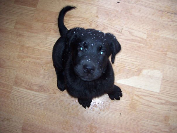Pups 1st Snow :)