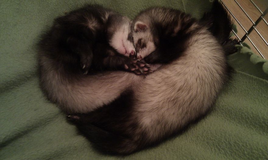 Ferrets Heart