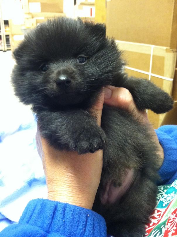 Schipperke Puppy