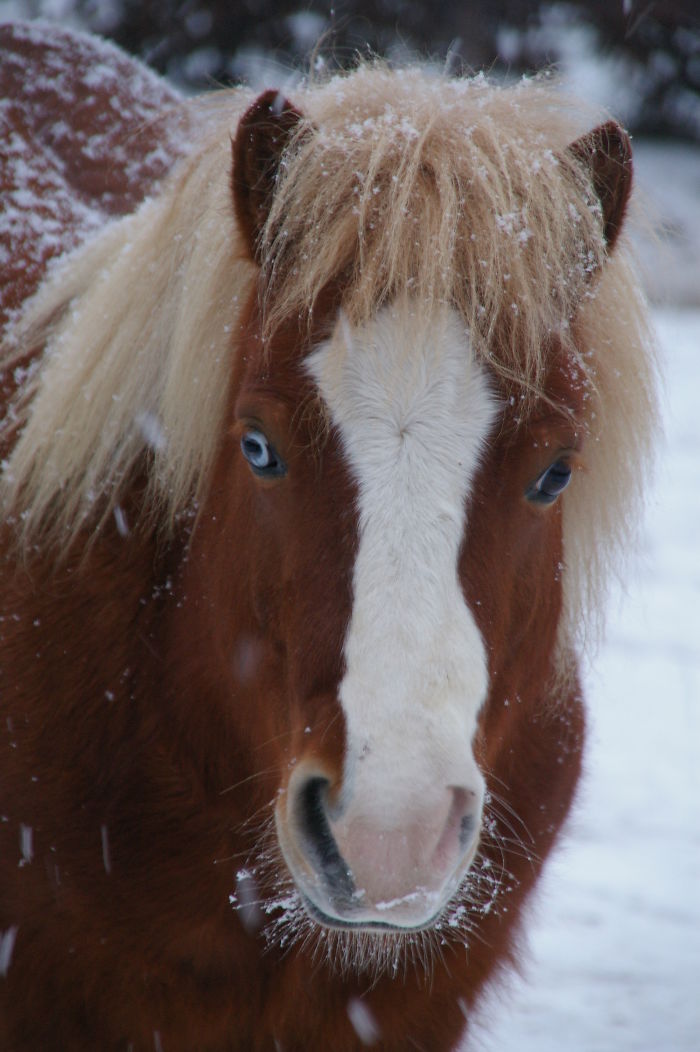Gimli The Shetandpony Has One Blue Eye And One Brown Eye.