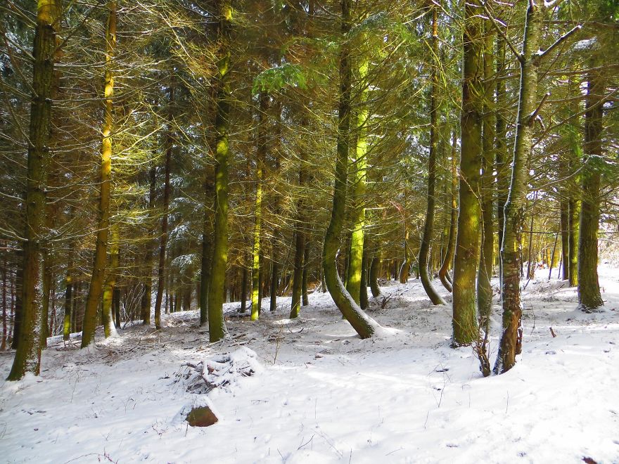 Magnifiques Reflets D'or...