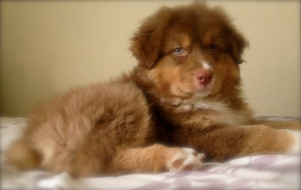 Australian Shepherd Puppy