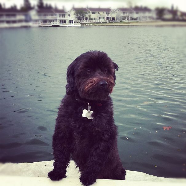 Reggie The Yorkipoo (@lil_reggiebear)