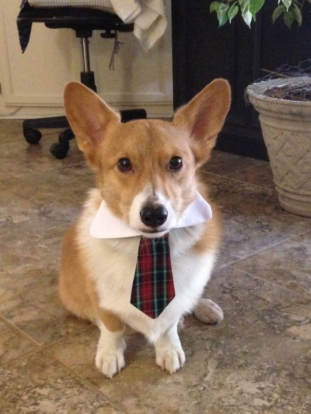 Tanner ….. A Very Handsome Little Man!