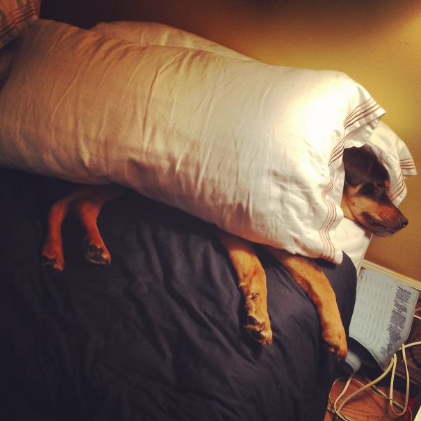 Came Home To Find My German Shepherd Mix, Shelby, On My Bed. She's Not Allowed On The Bed.