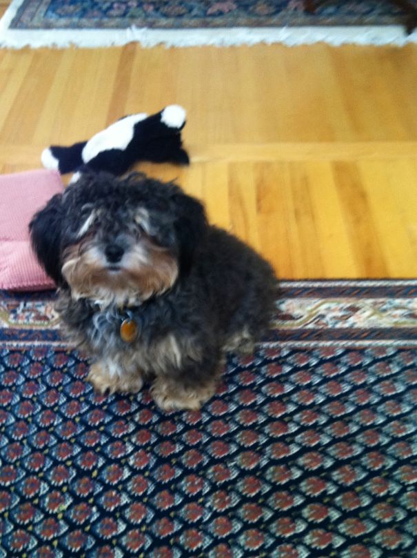 Penny Before Her Trip To The Groomer.