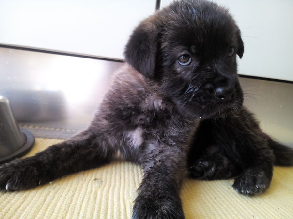 Portuguese Cattle Dog Puppy (1 Month Old)