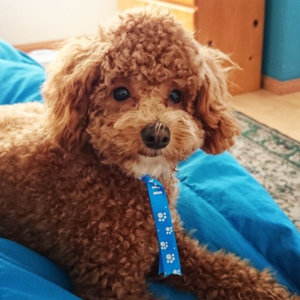 Poodle Puppy ---> My Little Bro Santino :3