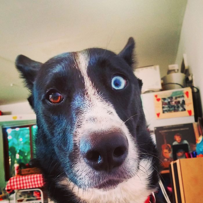 Ponyo (bob) Taran-kintzer