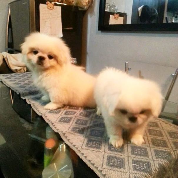 Popeye And Olive (pekingese)