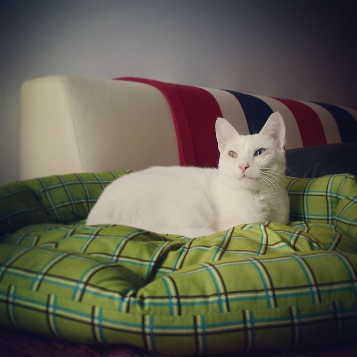 Bowie In Relax Time :)