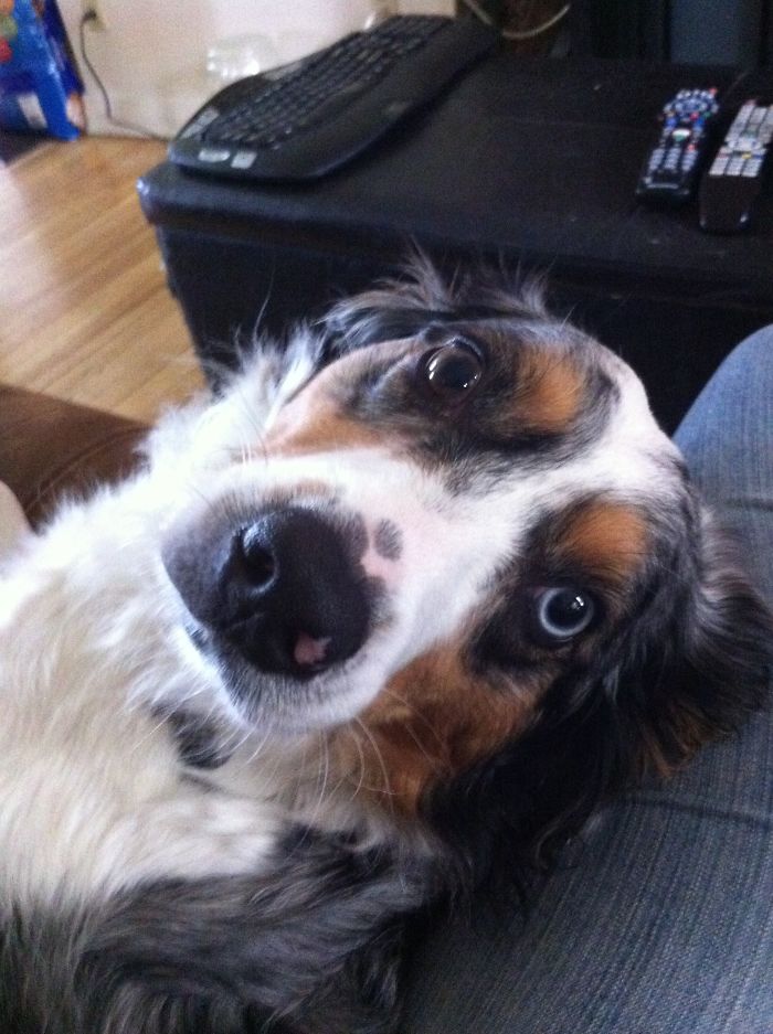 Kayla - Australian Shepherd
