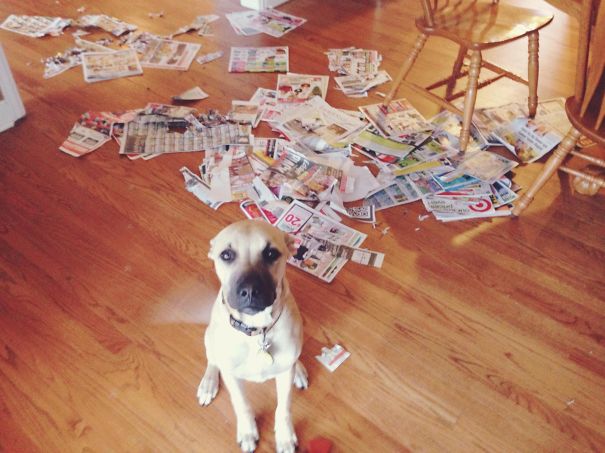 I Went Ahead And Took Care Of That Shredding For You, Mom & Dad!!!
