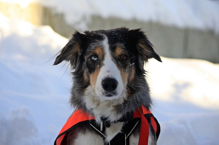 Electric Ice - Border Collie