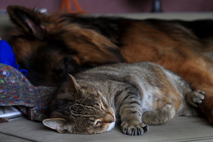 Paco & His Mackerel Cat #2