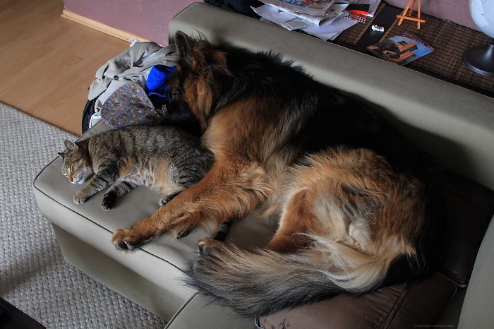 Paco & His Mackerel Cat #1