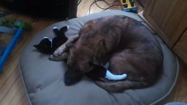 Jack And Bane. Jack Loves His Lil Buddy!