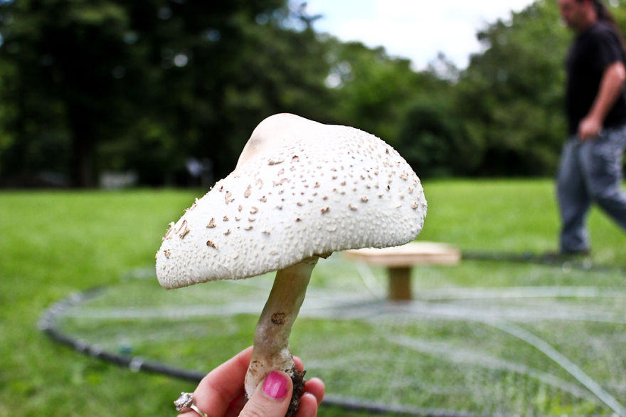 My Giant Illuminated Mushrooms Brighten Up Every Place They Go