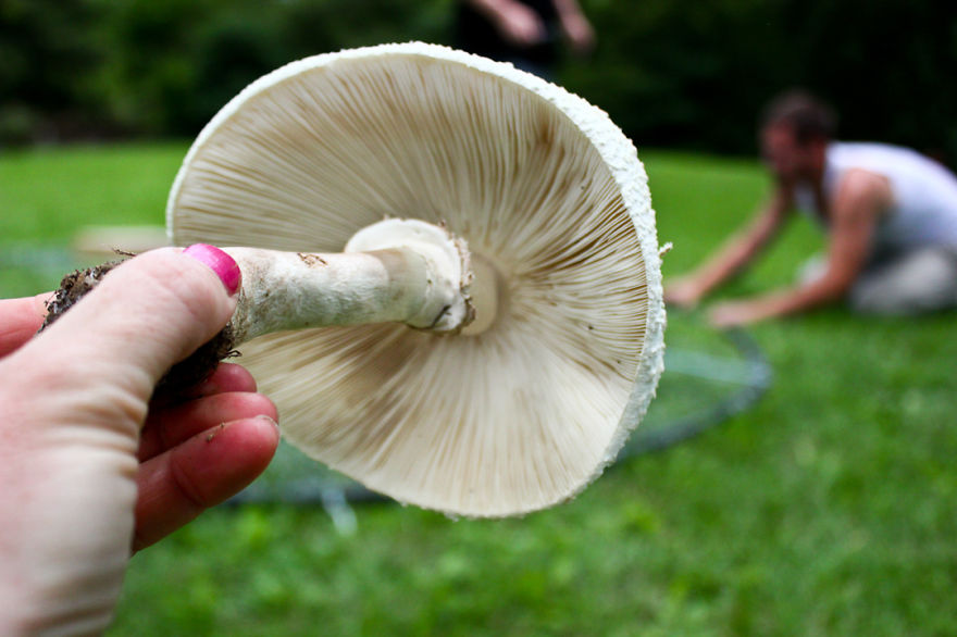 My Giant Illuminated Mushrooms Brighten Up Every Place They Go My Giant Illuminated Mushrooms Brighten Up Every Place They Go