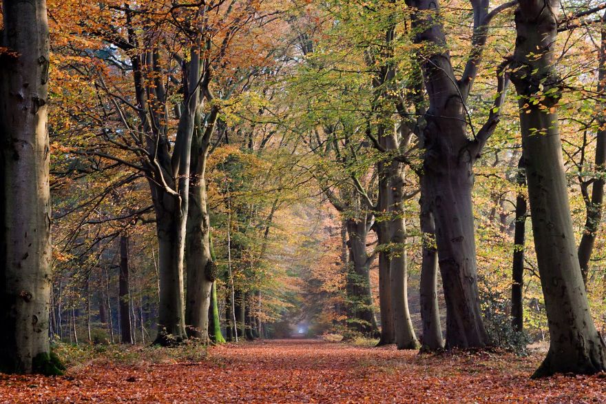 Beetsterzwaagse Bossen (woods), Beetsterzwaag, Friesland, The Netherlands