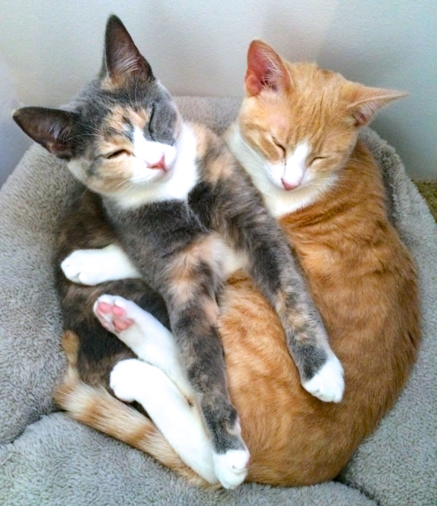 Wendy & Peter...love Kept These Rescues Together...