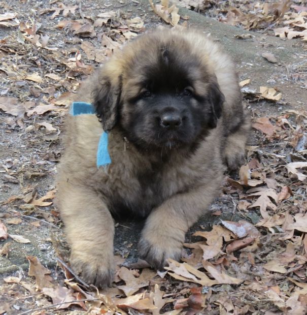 Leonberger Puppy