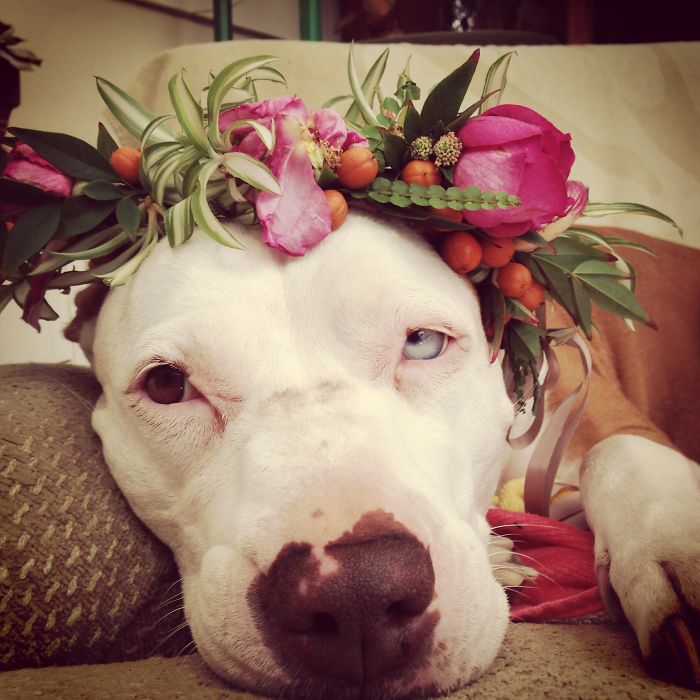 Stella "noodle Tootsie"- Photo M.cowley