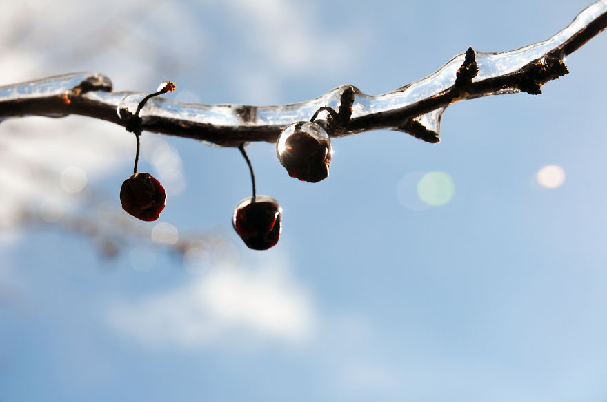 Ice Storm In Nashville Creates A Winter Wonderland Showcasing Winter And Spring