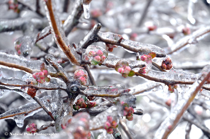 Ice Storm In Nashville Creates A Winter Wonderland Showcasing Winter And Spring