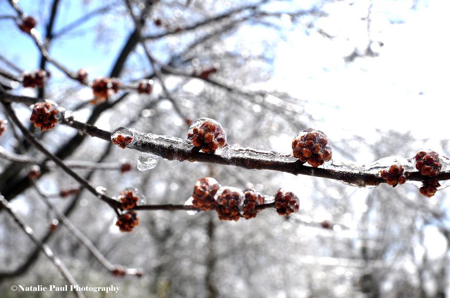 Ice Storm In Nashville Creates A Winter Wonderland Showcasing Winter And Spring