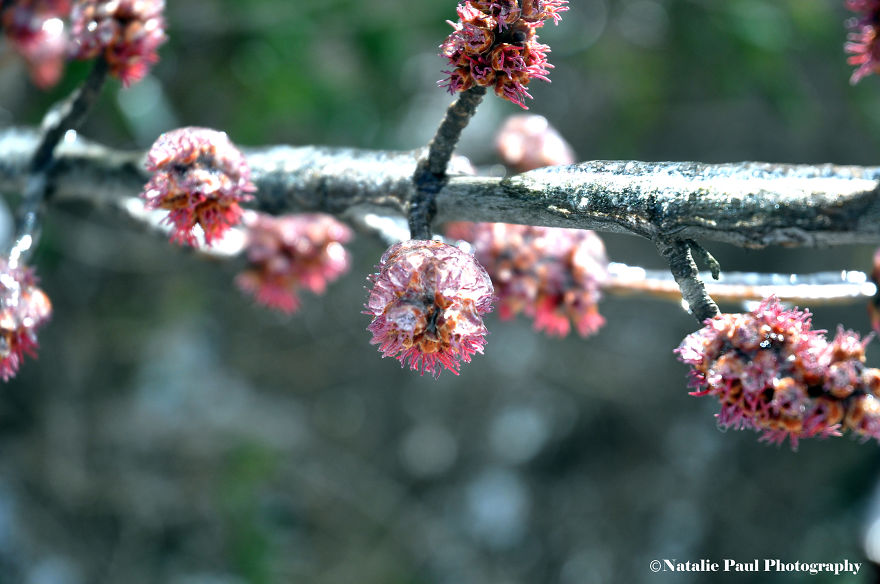 Ice Storm In Nashville Creates A Winter Wonderland Showcasing Winter And Spring