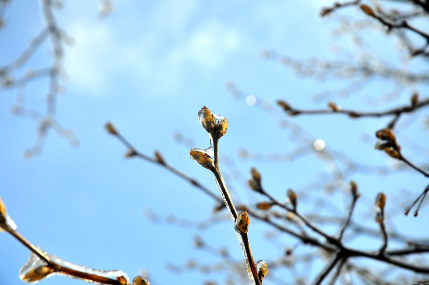 Ice Storm In Nashville Creates A Winter Wonderland Showcasing Winter And Spring