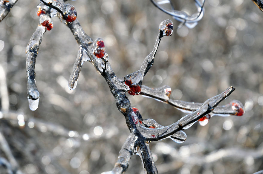 Ice Storm In Nashville Creates A Winter Wonderland Showcasing Winter And Spring