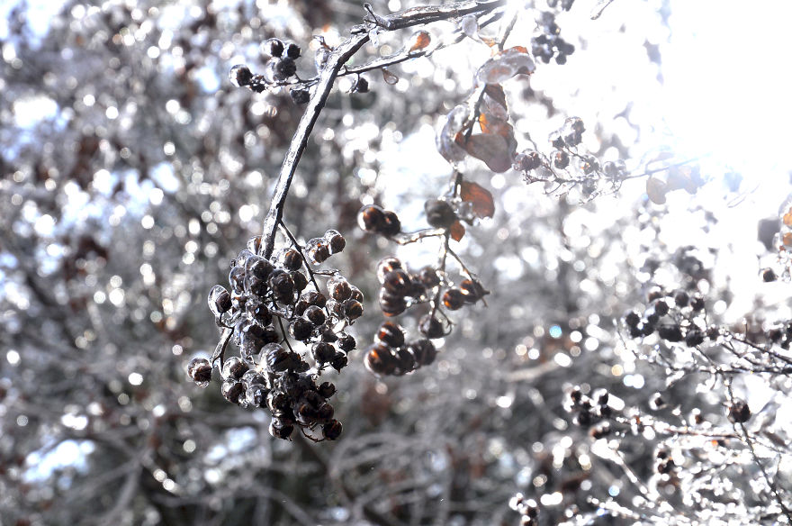 Ice Storm In Nashville Creates A Winter Wonderland Showcasing Winter And Spring