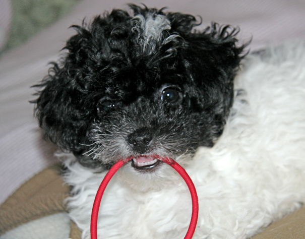 Samantha, Toy Party Poodle In Venice Fl