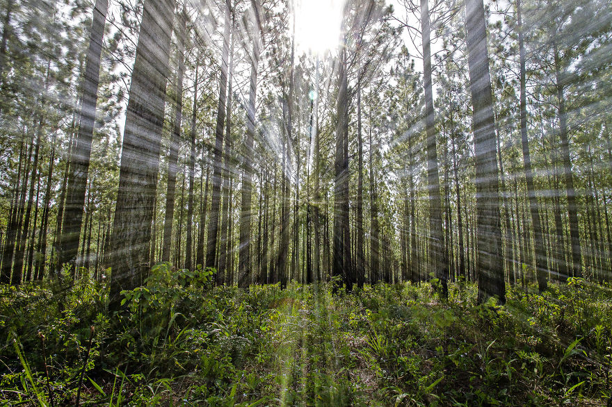 Plaine Du Champs De Bataille , New-calédonia