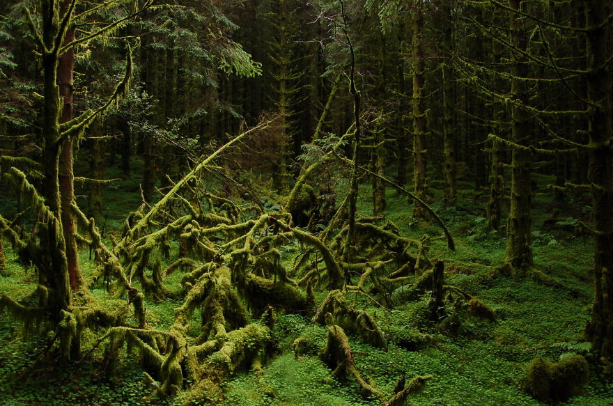 Trollskog Western Norway