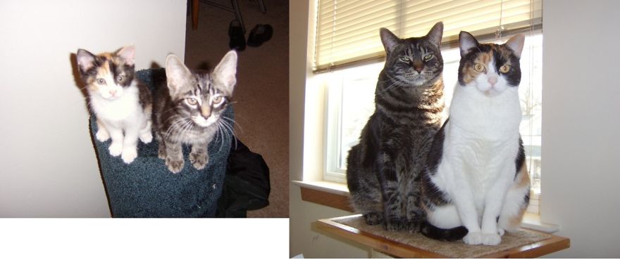 Kenya & Congo, Kittens & Adults