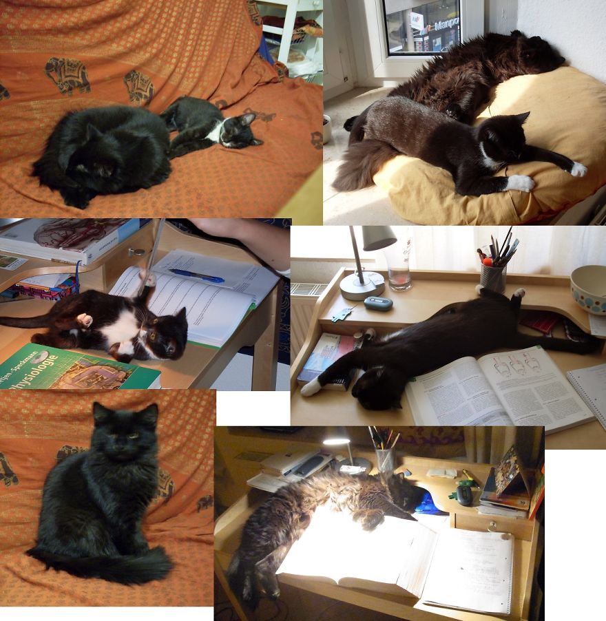 Alwin And Kuller, On The Left Fresh From A Cat Shelter And On The Right About A Year Later