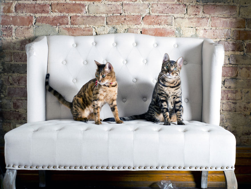 My Photos Of Me Slowly Becoming A Crazy Cat Lady